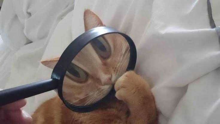 meme kucing lucu