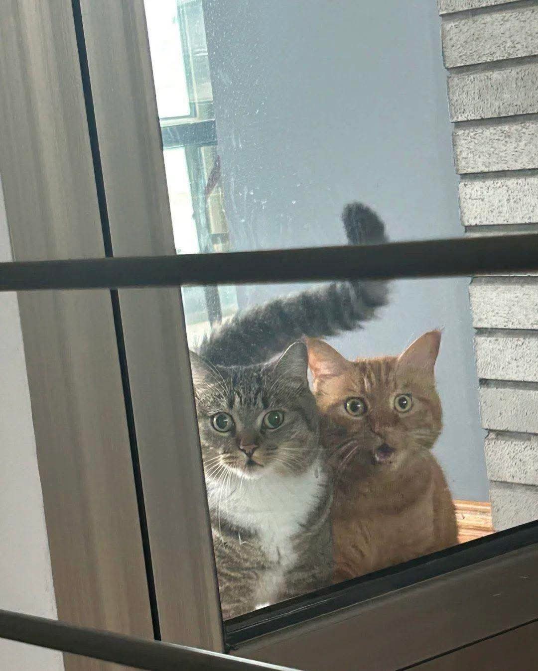 meme kucing lucu