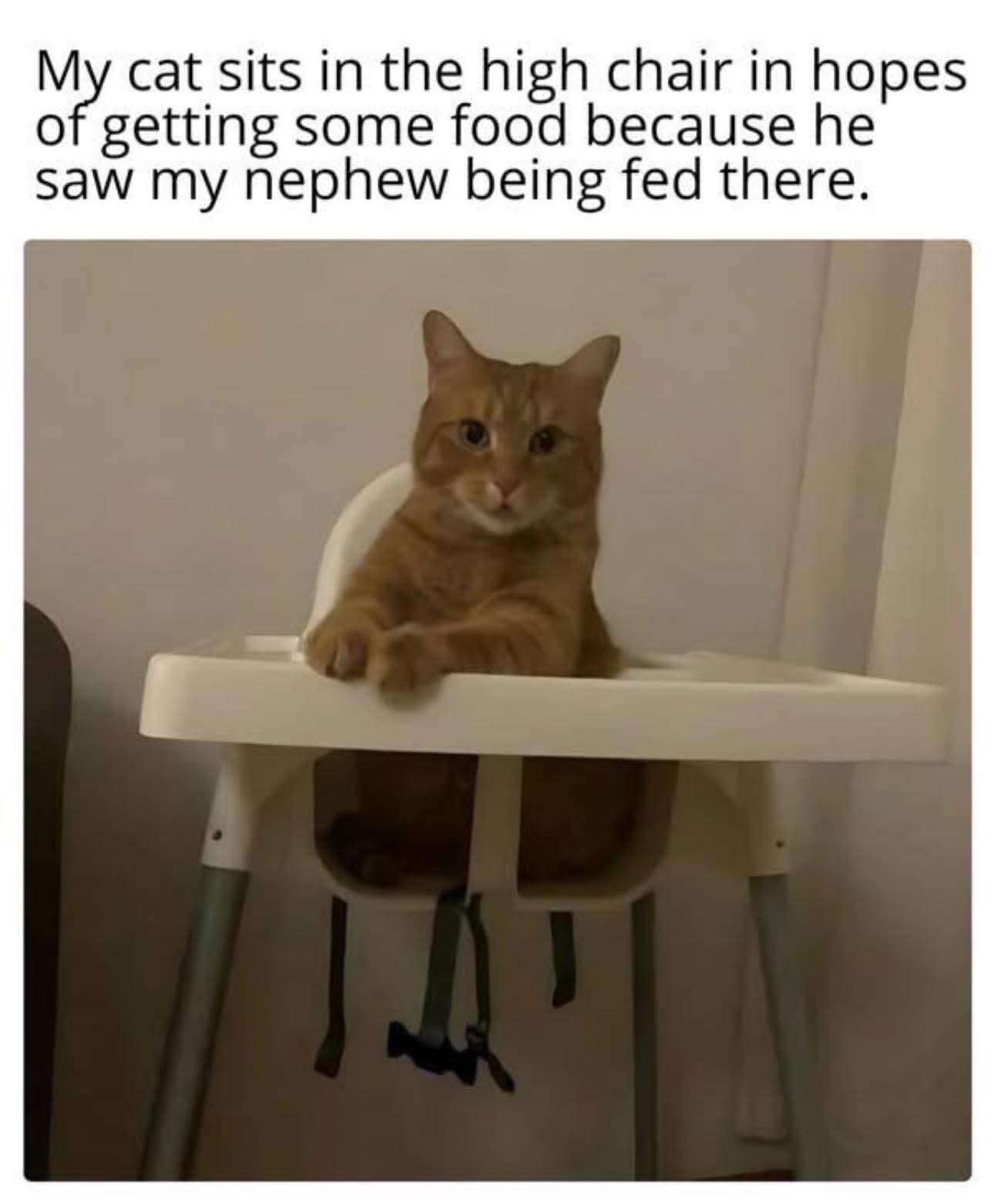 meme kucing lucu