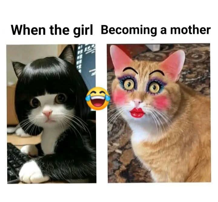 meme kucing lucu