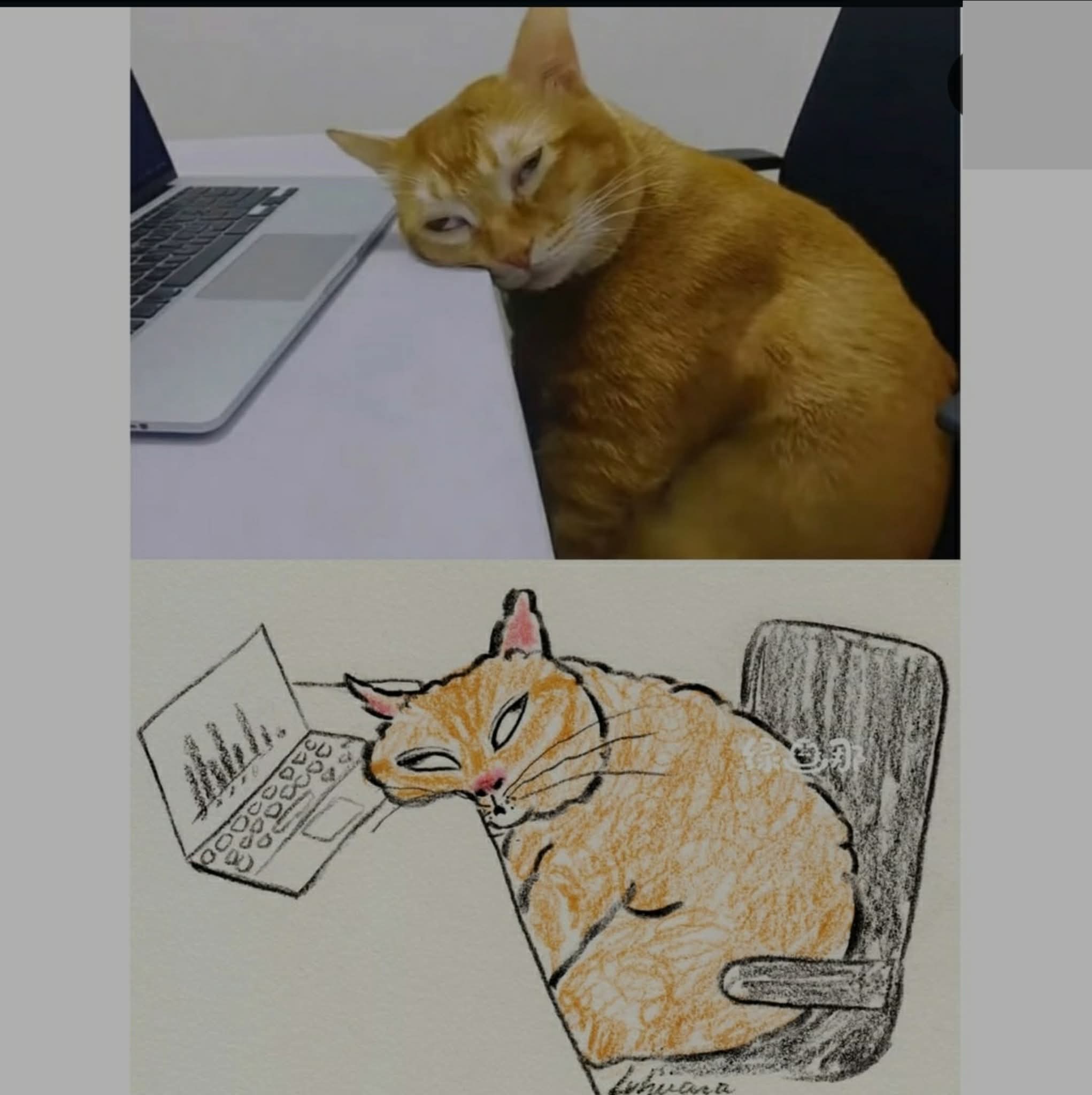 meme kucing lucu