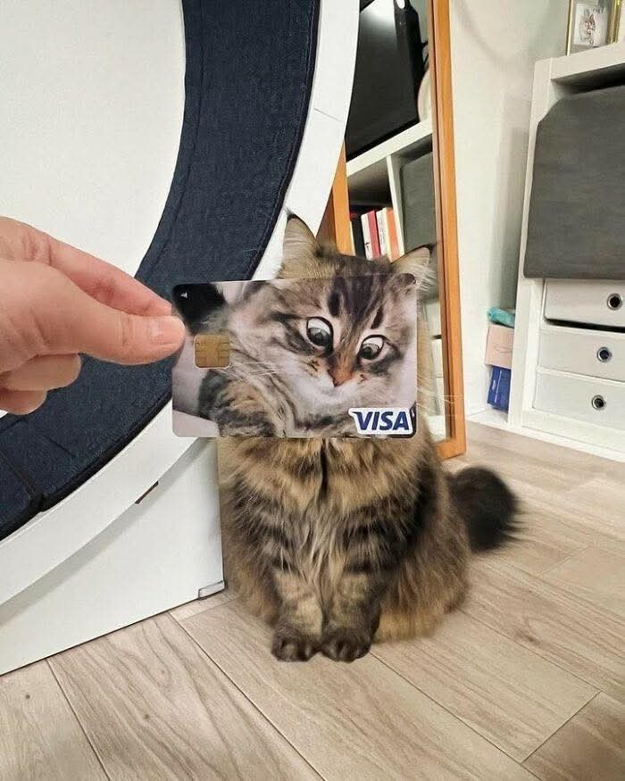 meme kucing lucu