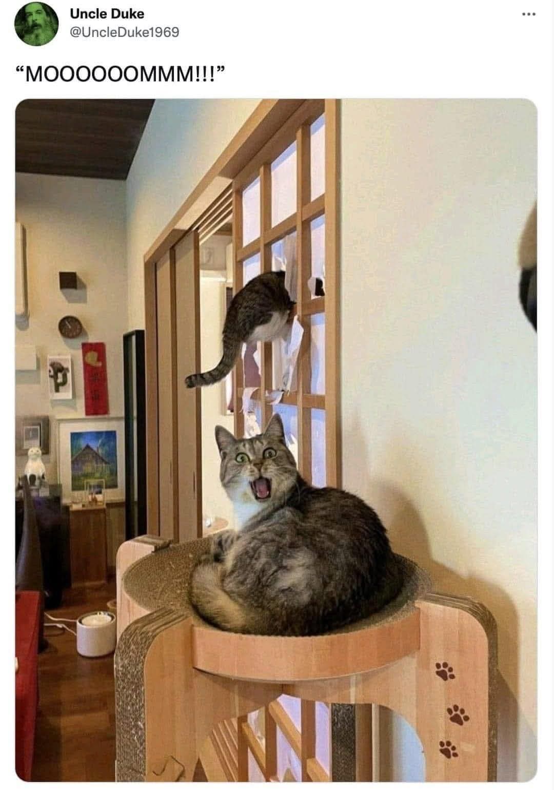 meme kucing lucu