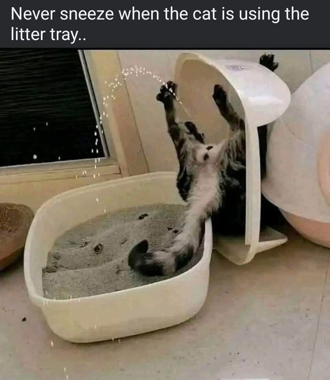 meme kucing