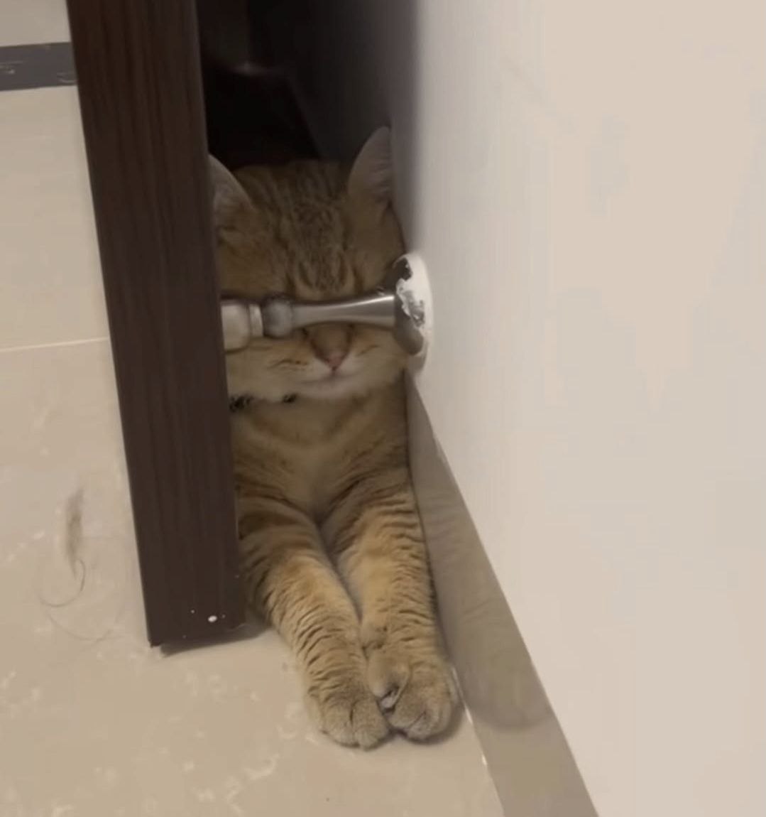 meme kucing