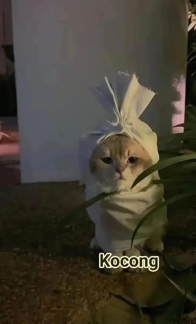 meme kucing