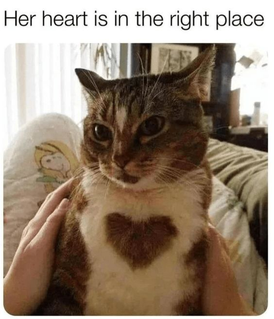 meme kucing