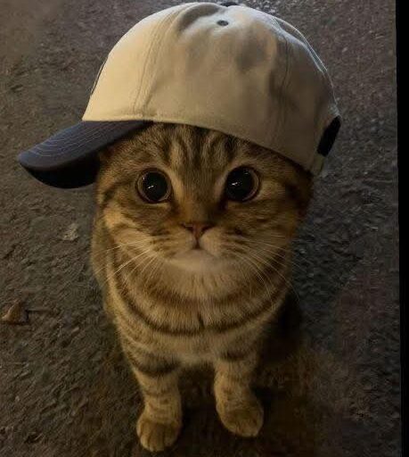meme kucing