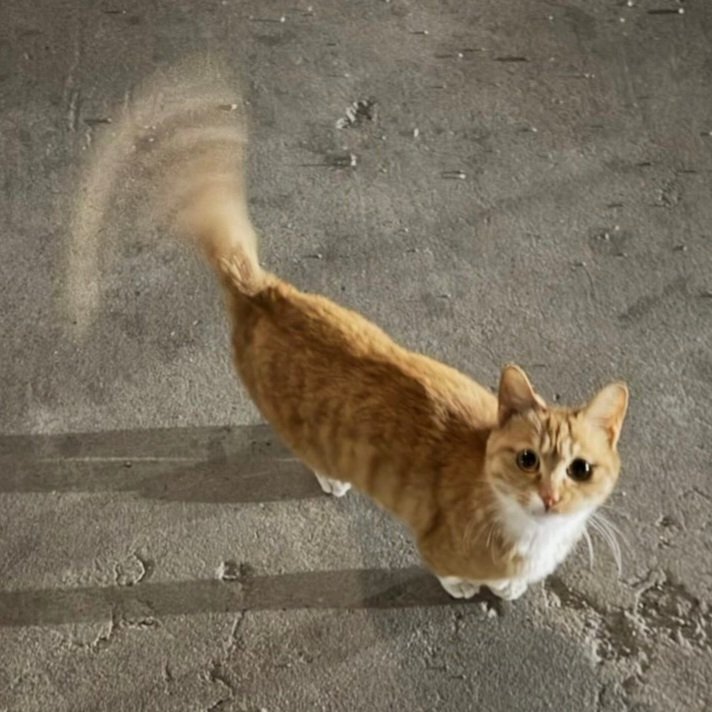 Koleksi Meme Kucing