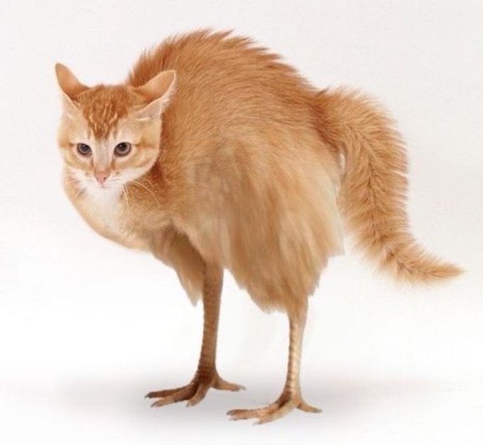 Koleksi Meme Kucing