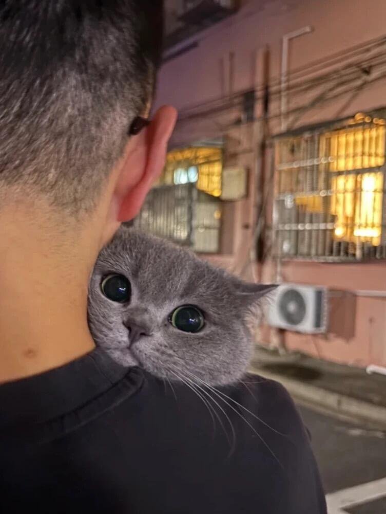 Koleksi Meme Kucing