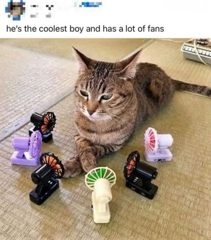 Koleksi Meme Kucing