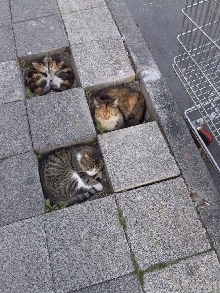 Koleksi Meme Kucing
