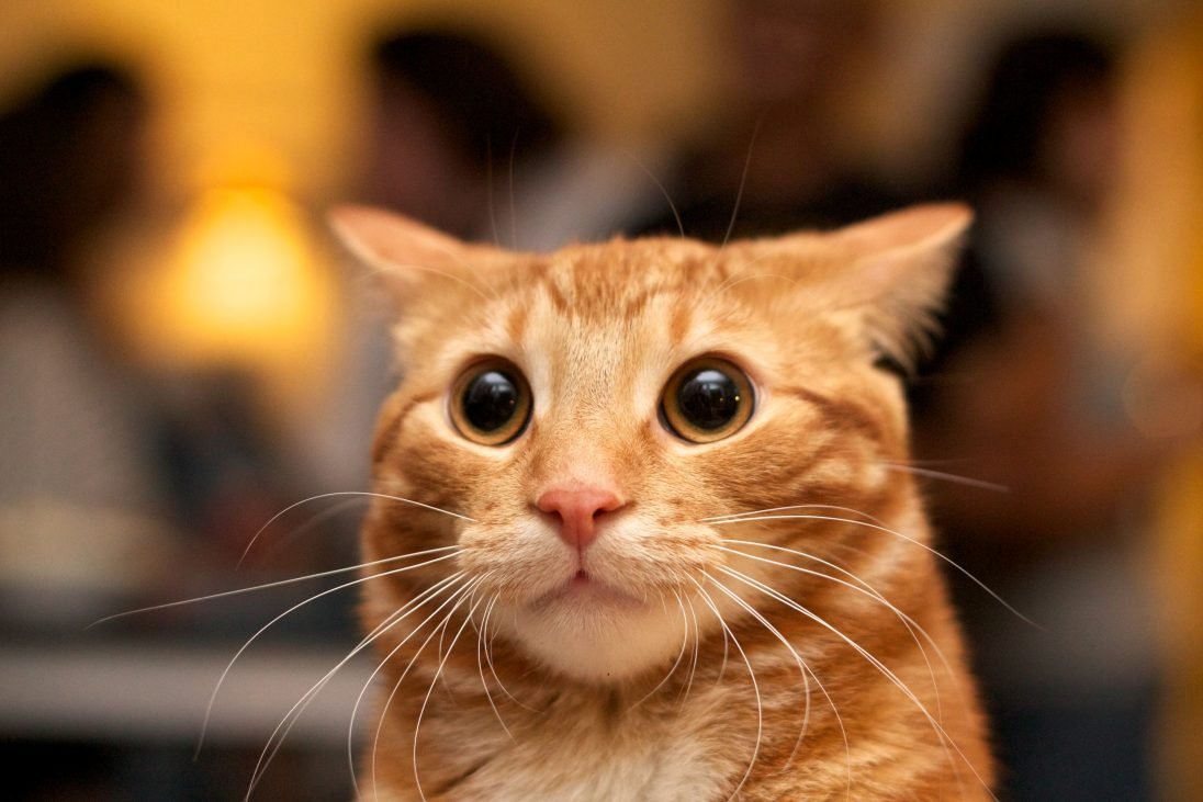 Koleksi Meme Kucing